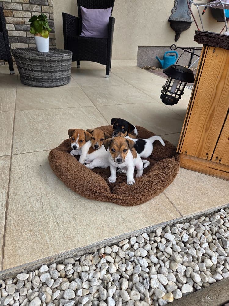 1755172295541-1000013060