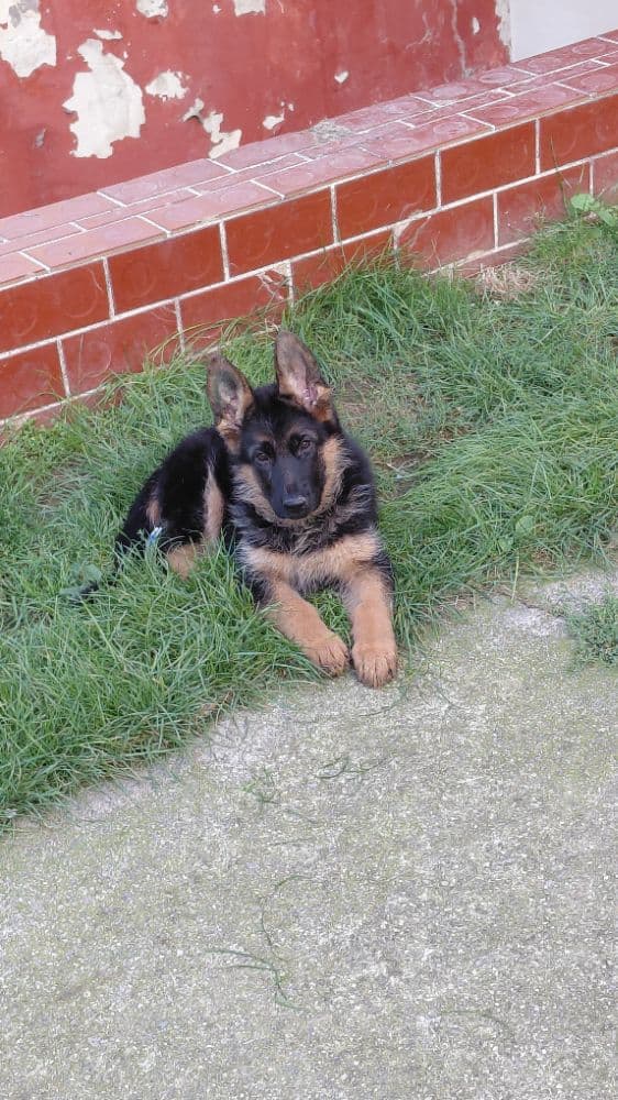 1758208215694-1000003244