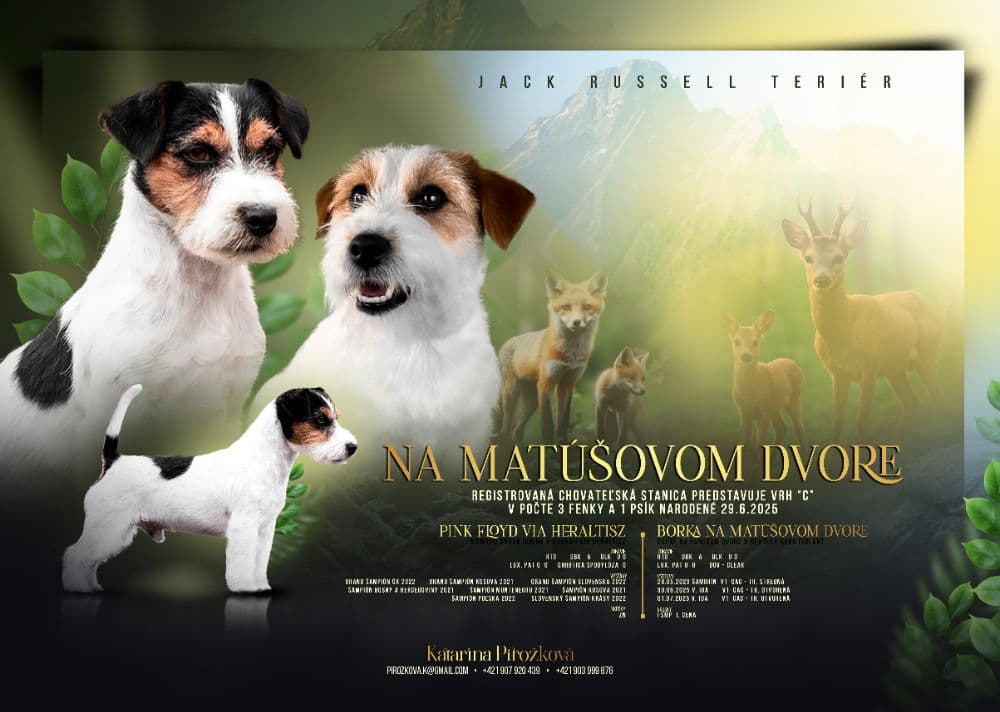 1758698946357-Pirožková-krycí-plagát-Borka-x-Pink-NÁVRH-1