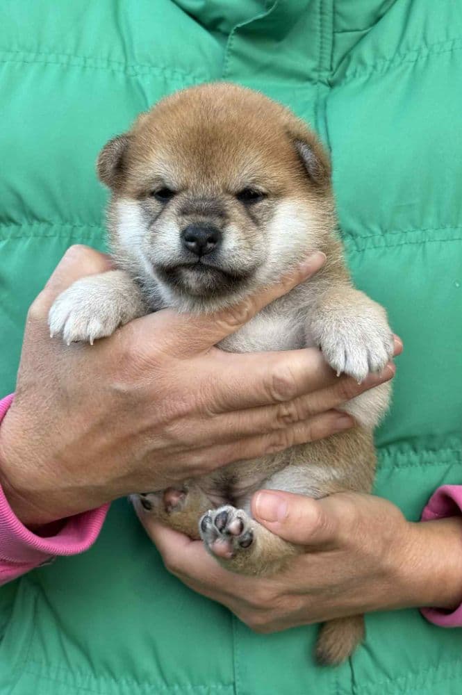 1759252998235-suka1KO299