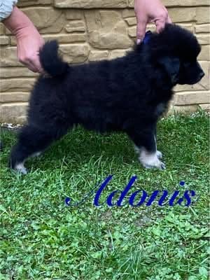 1760256051482-Adonis