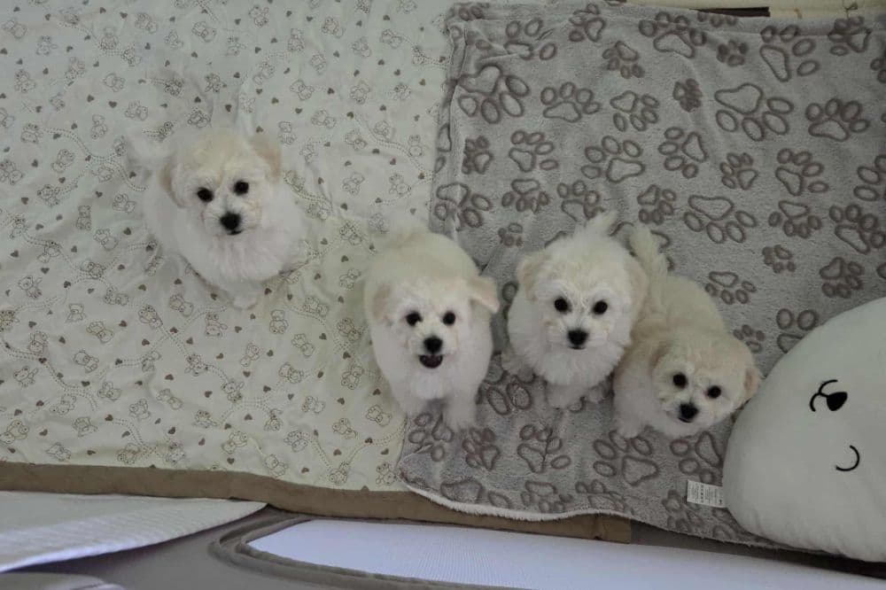 1764005140242-1000010068