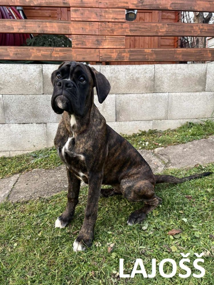 1764522496863-Lajošš-3