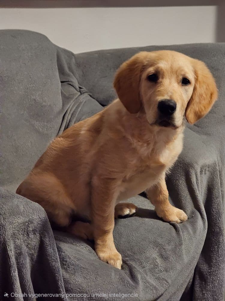 1765094411302-1000059416