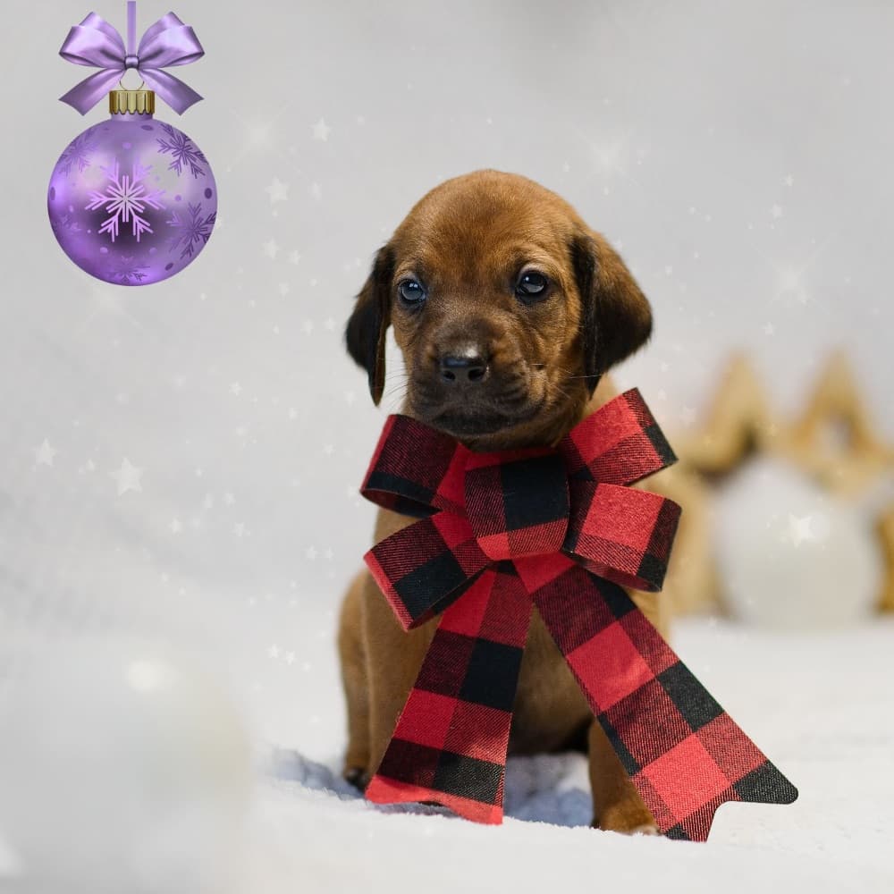 1765307112397-DSC_3323