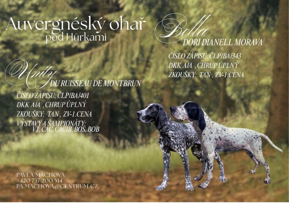 1770021335161-Štěňata-Auvergneský-ohař