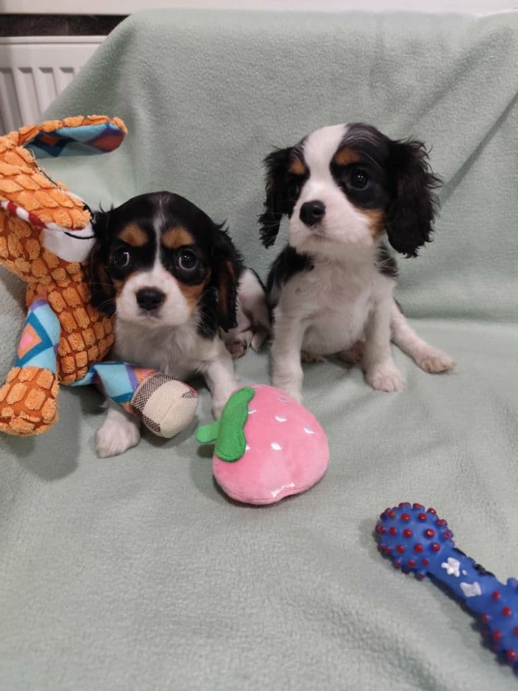 1773098611401-Messenger_creation_B0E6EE8E-40A0-4A75-8F1C-B1F7E85F421E