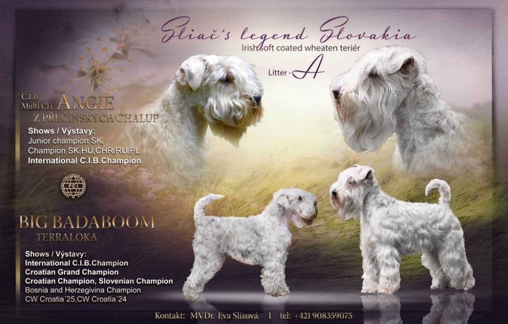 Irish soft coated wheaten teriér -jemnosrstý pšeničný teriér - 1