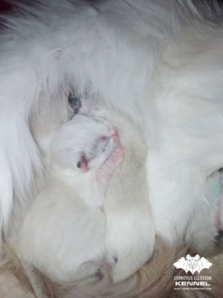 1774693000600-C-litter-cerberus-illusion-27.3.2026
