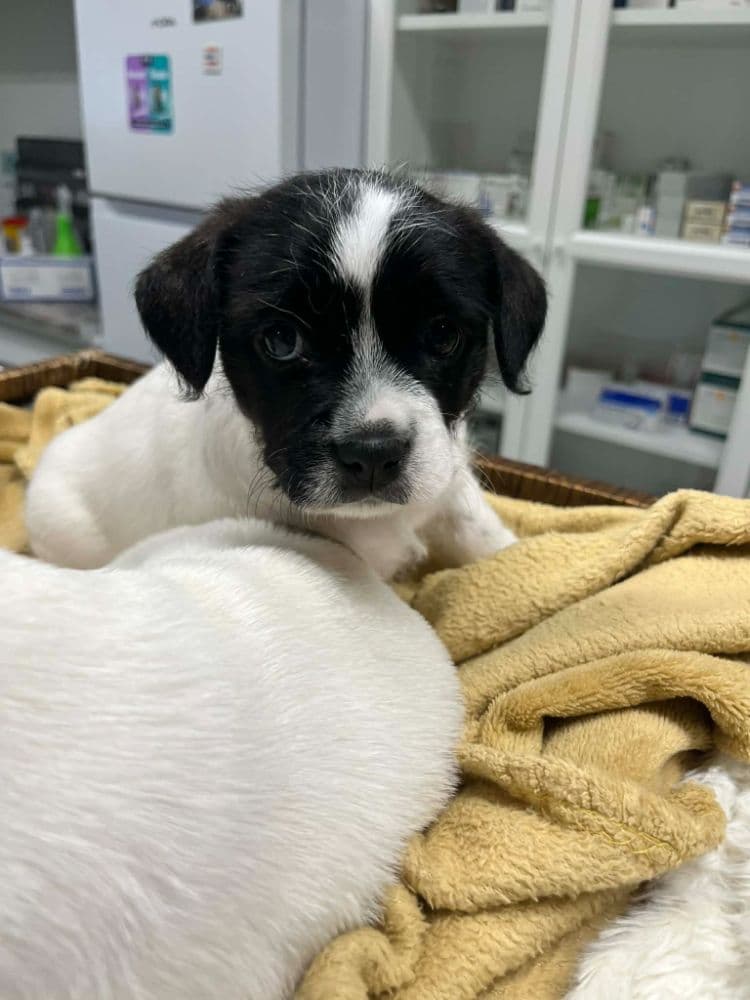 1774692220234-1000012521