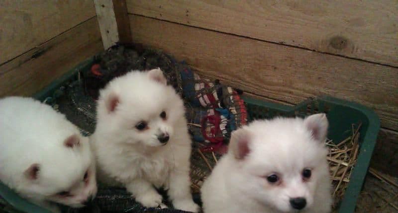 1776509831884-1000017305