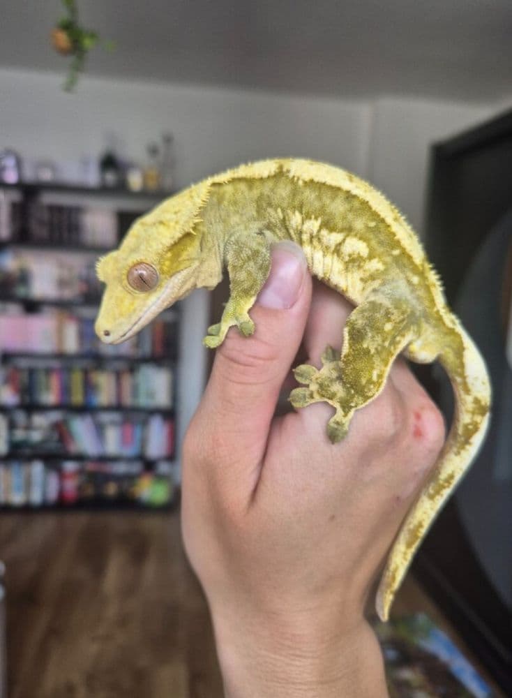 Predám pagekóna riasnatého, samčeka, yellow harlequin - 1