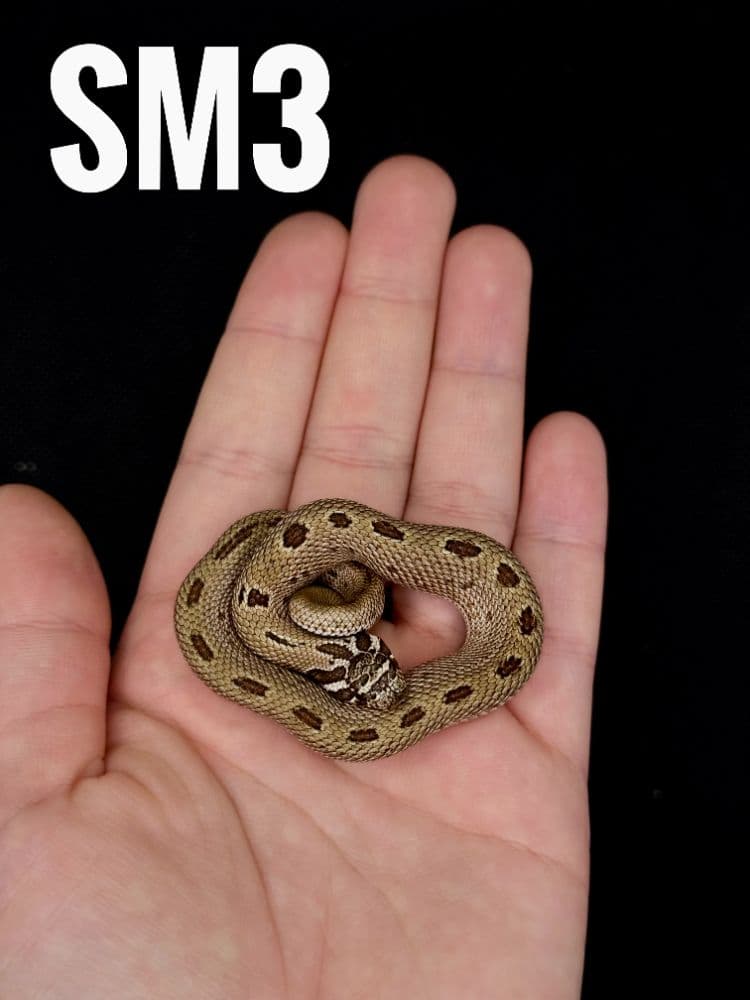 Heterodon Nasicus - 1
