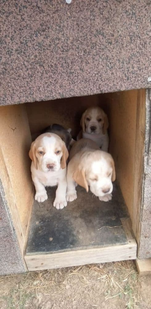 Beagle na presaj - 1