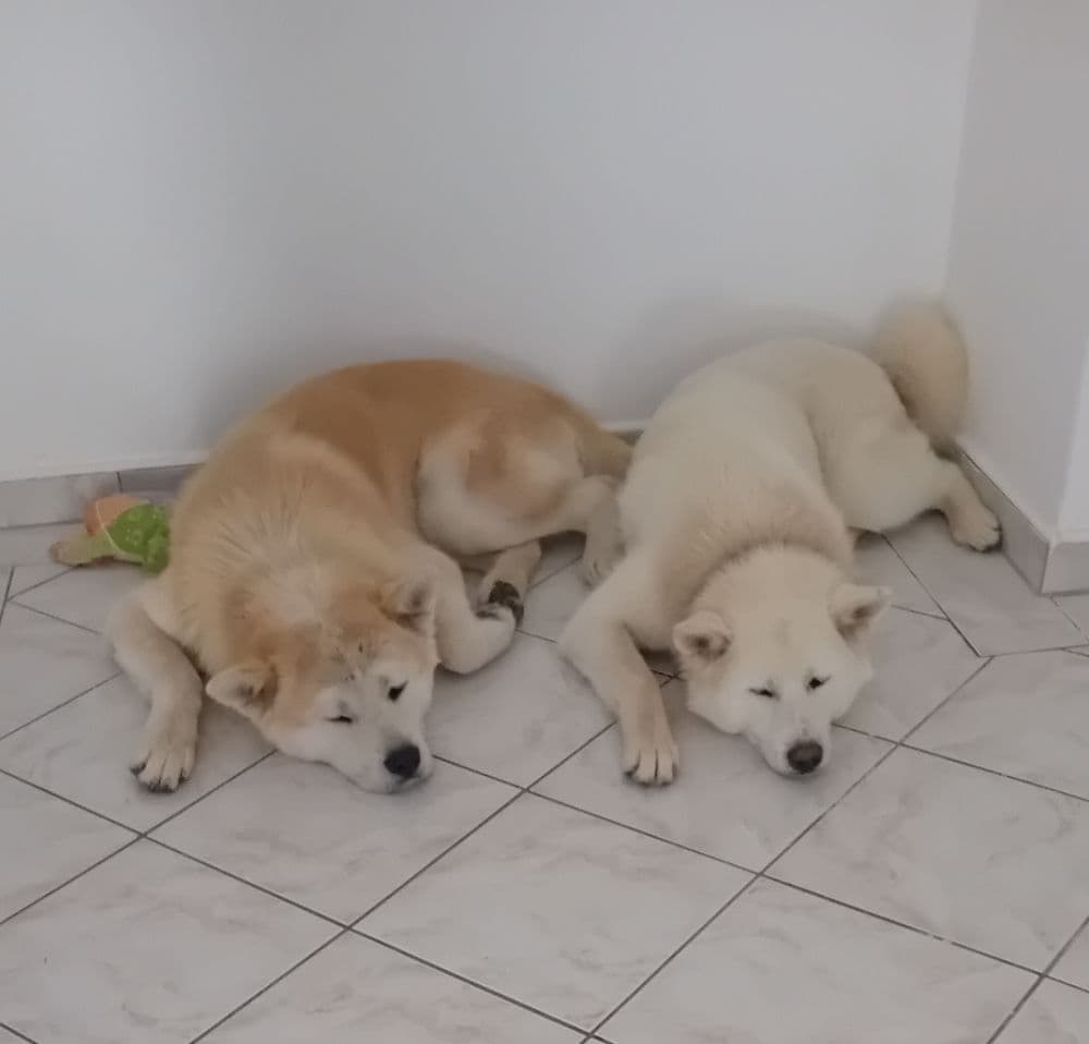 Akita Inu - 1