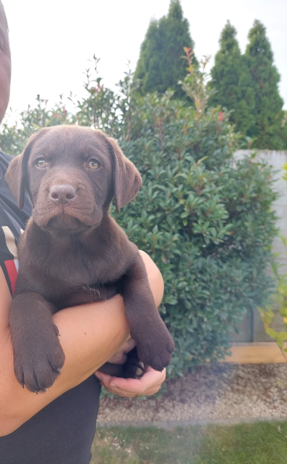 Labrador šteniatka - Psy