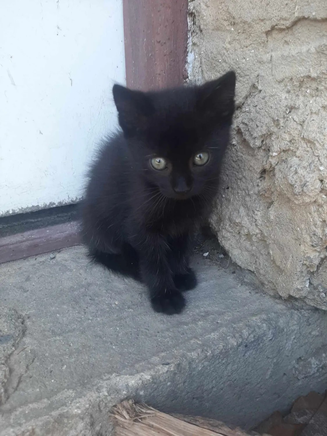 Darujeme 3 mačiatka do dobrých rúk - Mačky